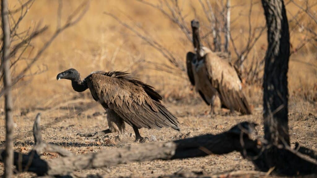 Kruger Birding Safari Guide