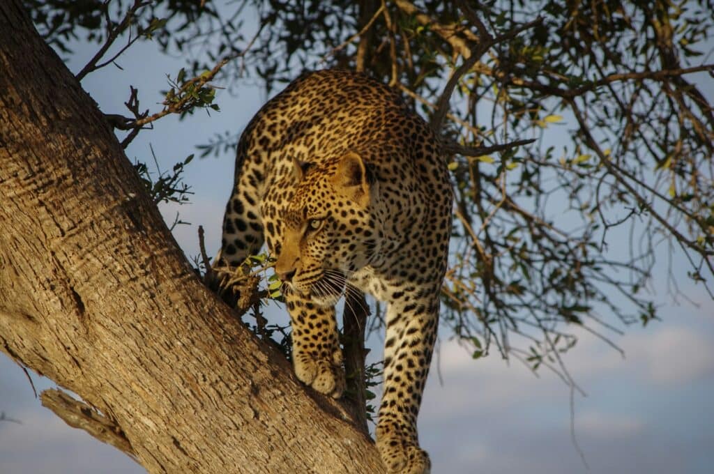 Sabi Sands Accommodation