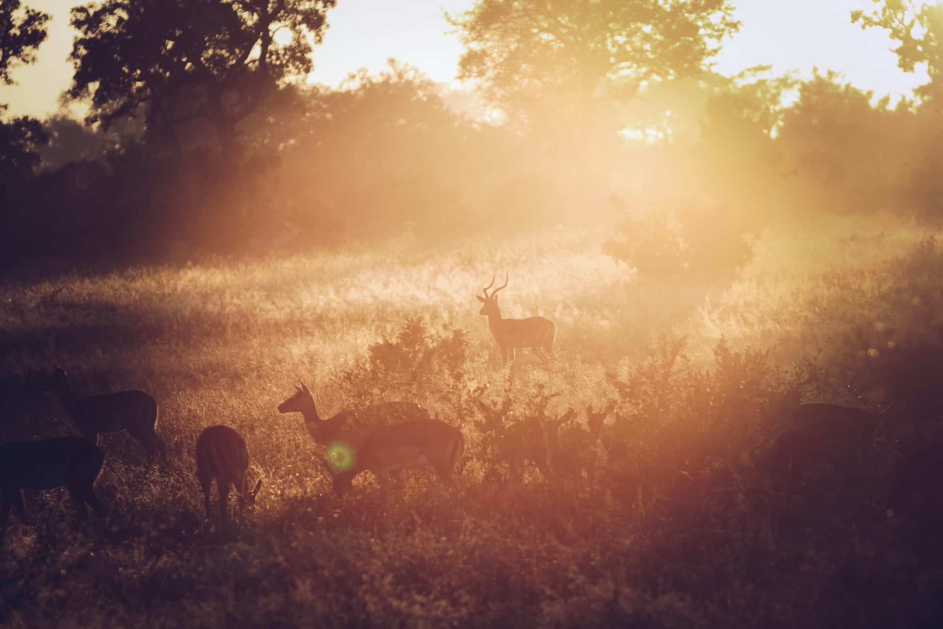Sabi Sand Game Reserve