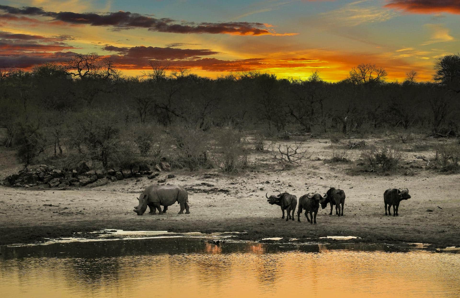 Manyeleti Game Reserve