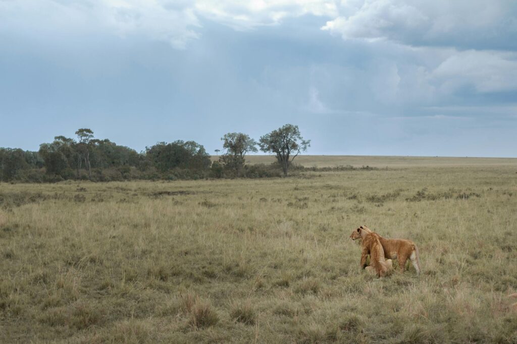 Luxury Kenya Safaris
