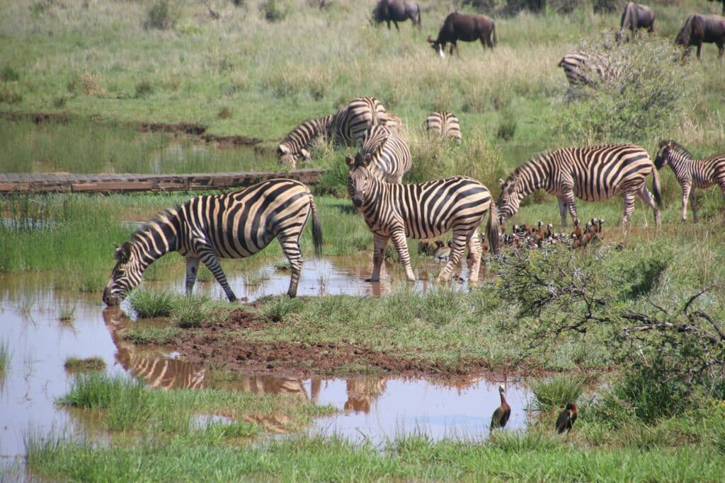 Tanzania Honeymoon Packages