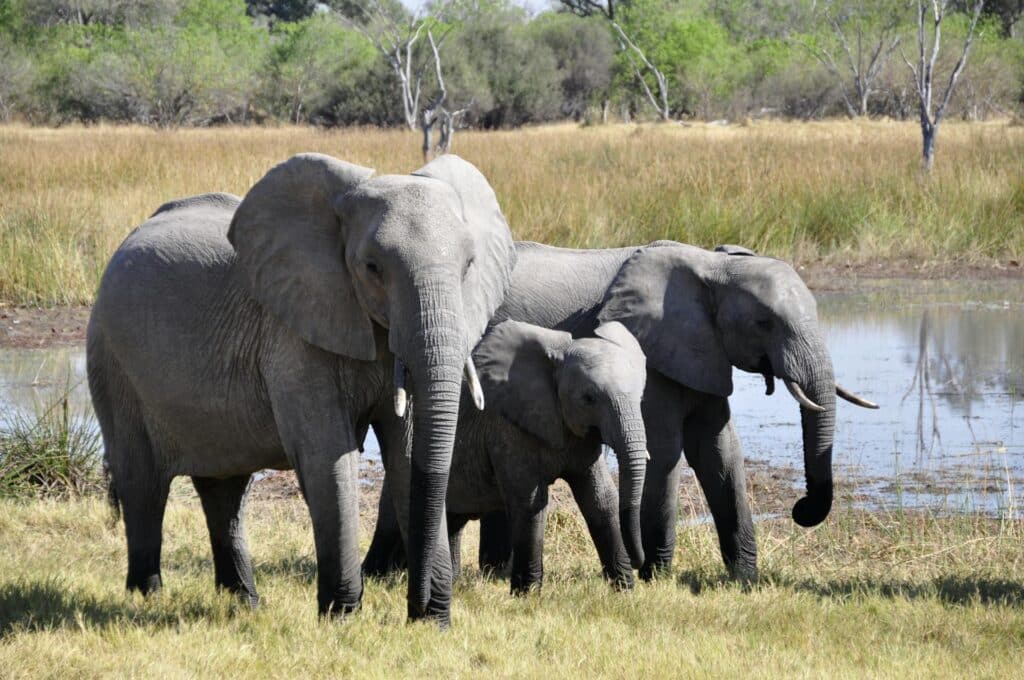 Tanzania Family Packages