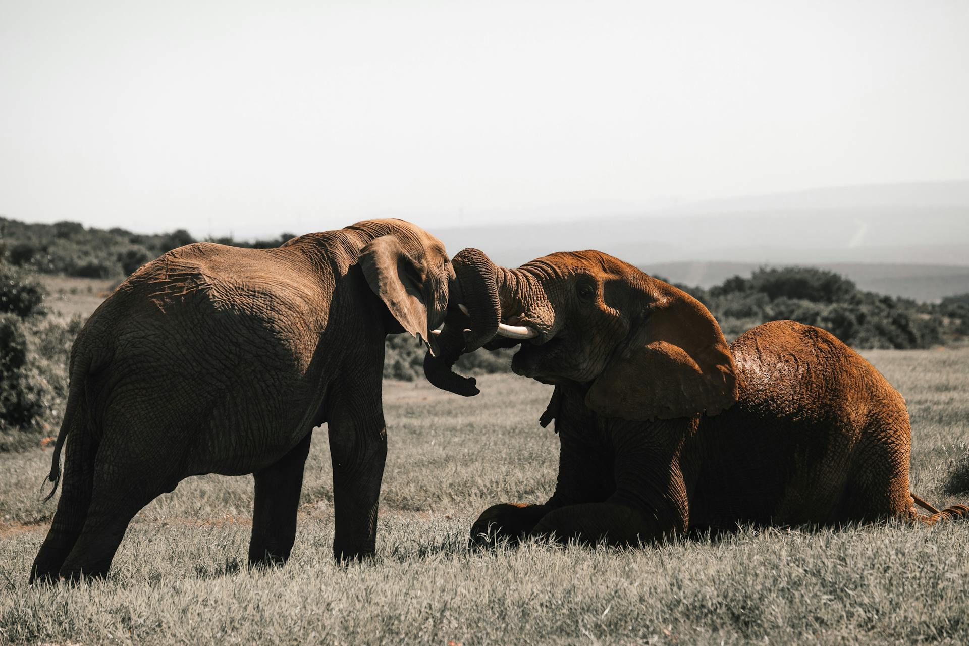 Manyeleti Safaris