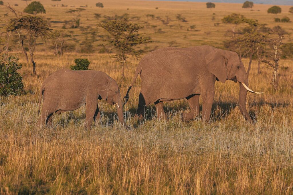 Kenya Elephants