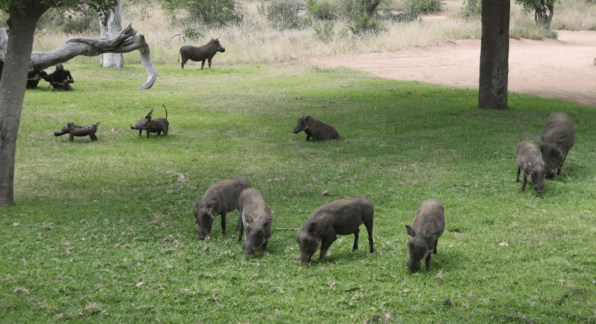 Conservation and Community