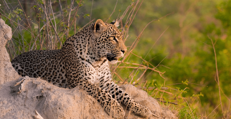 sabi sands experience