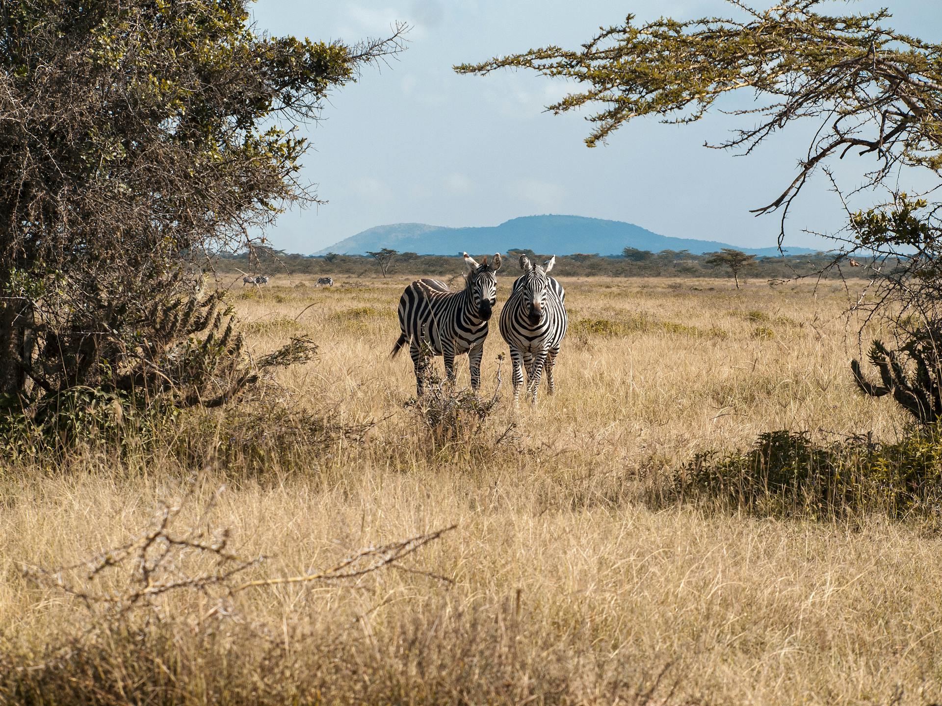 timbavati safari experiences