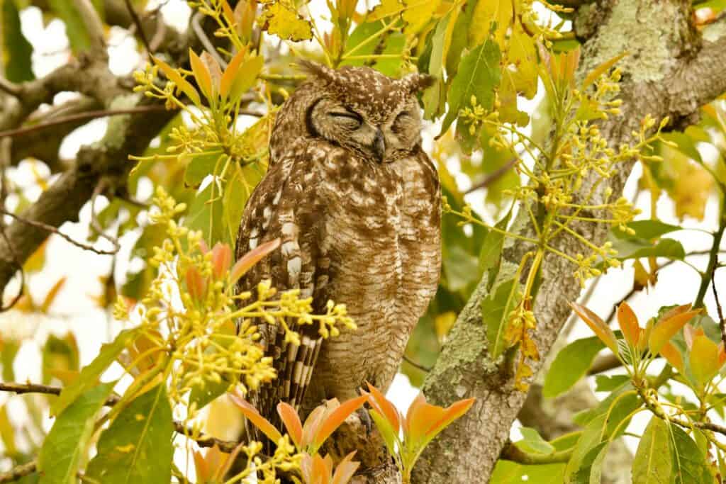 Kruger Birding Safari Guide