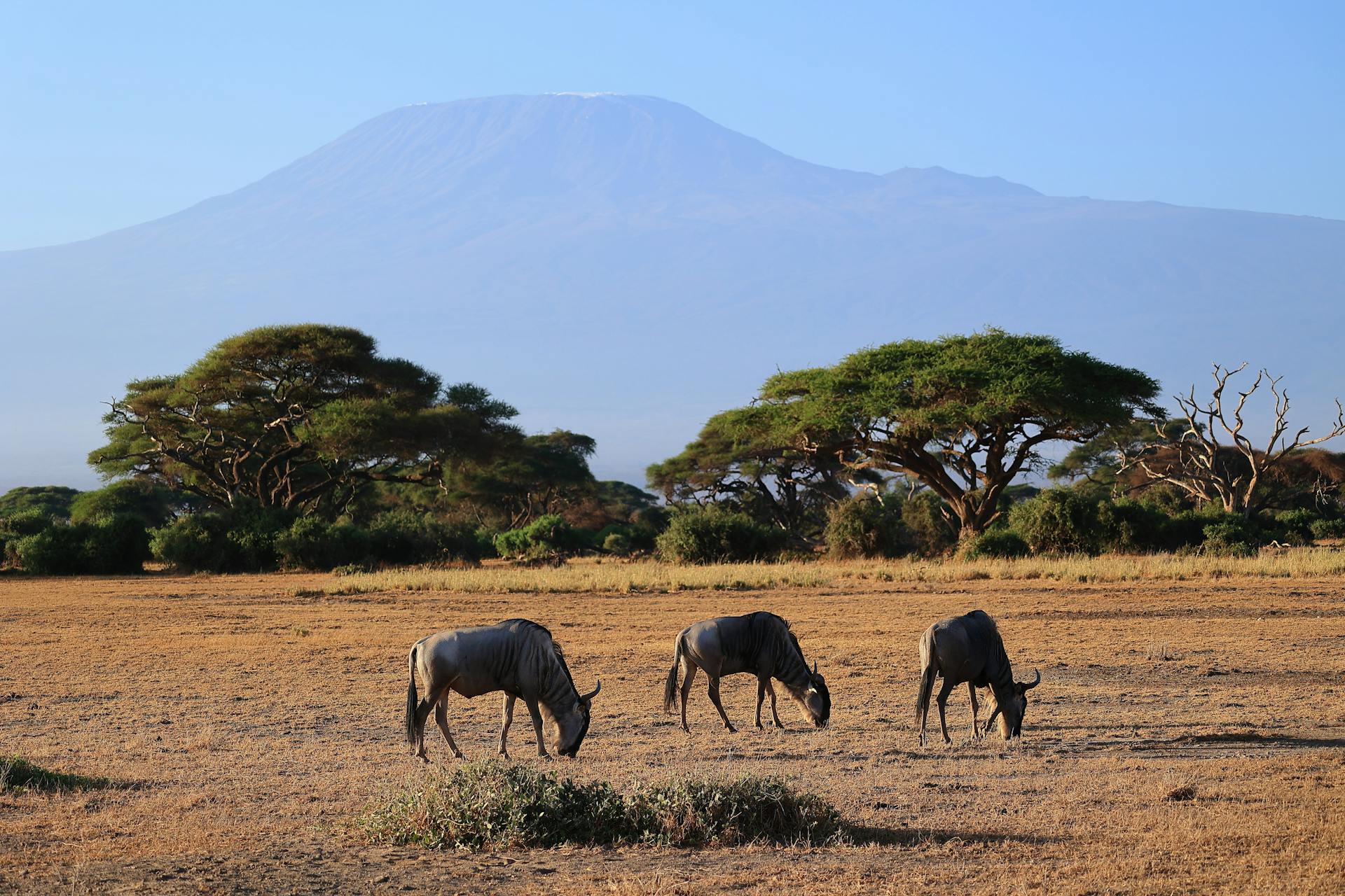 Greater Kruger Flora and Fauna of Balule