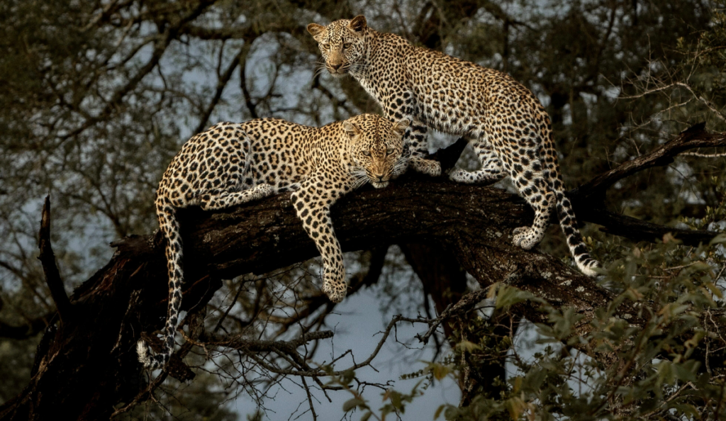 thornybush game reserve