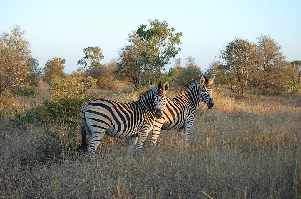 Zebra Botswana