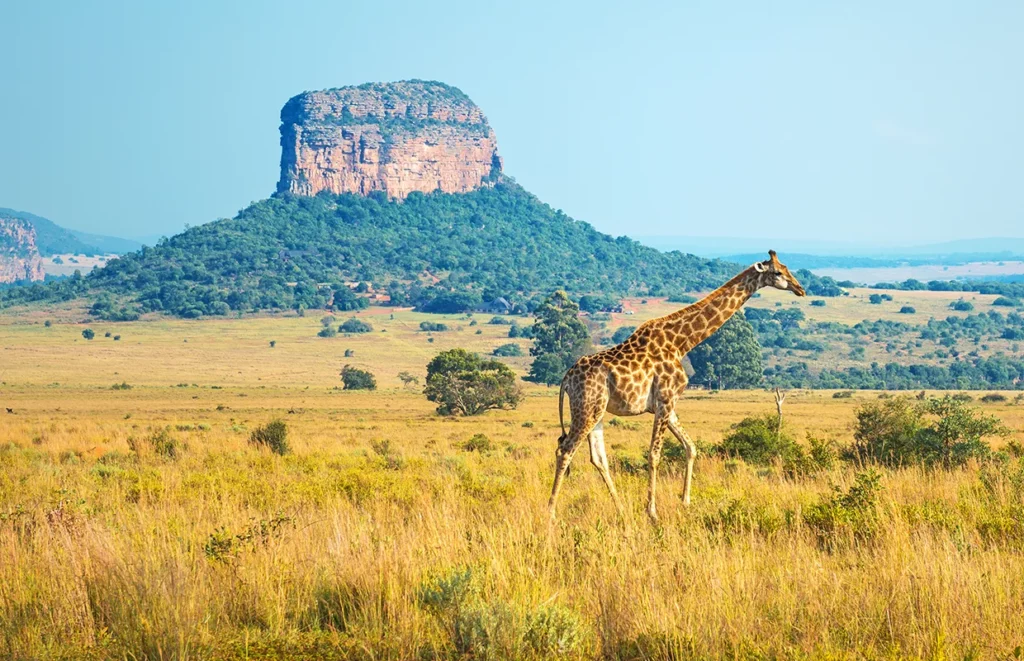 Best Gates to enter the Kruger National Park