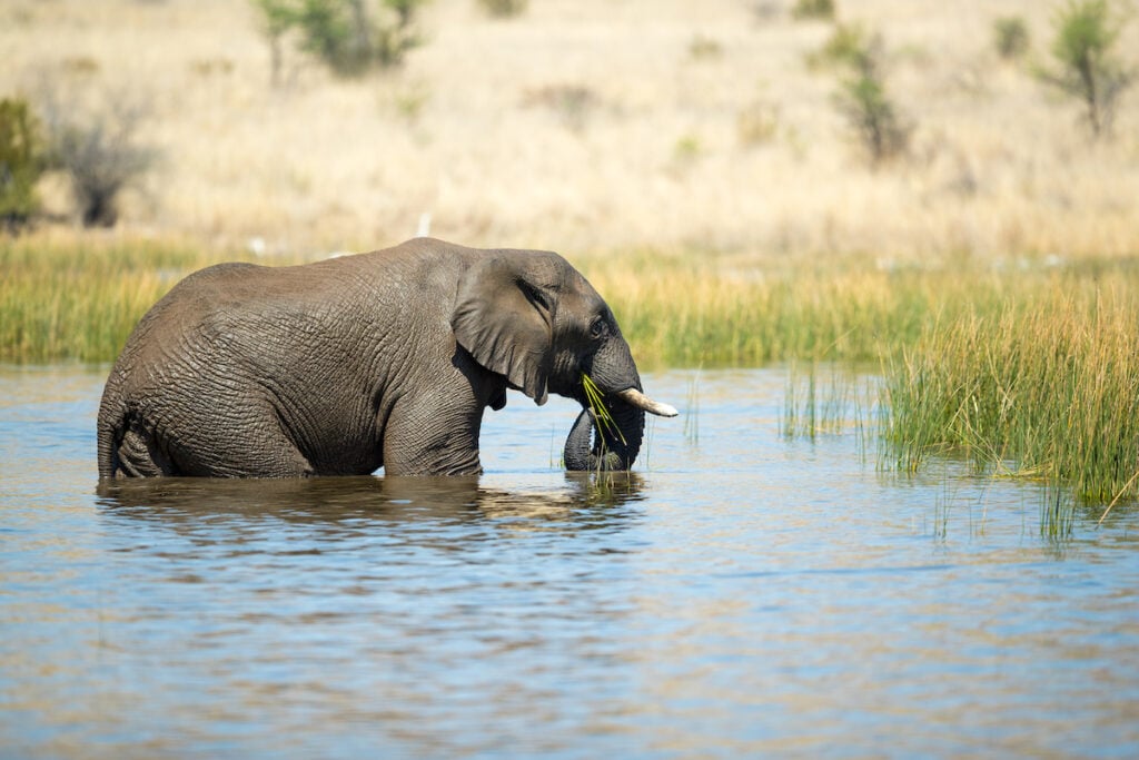 Linyanti Wildlife Reserve