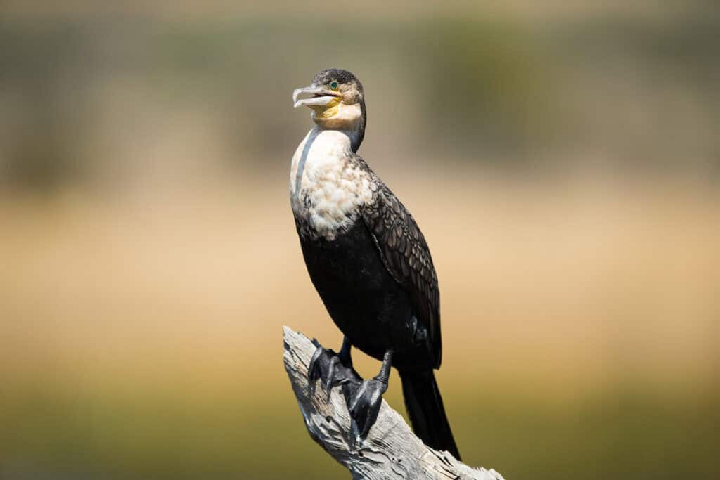 Kruger Birding Safari Guide