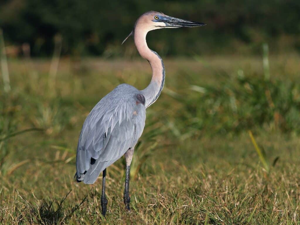 Kruger Birding Safari Guide