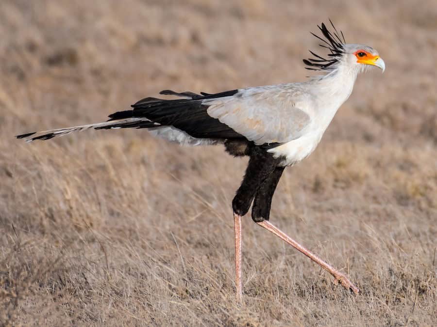 Kruger Birding Safari Guide