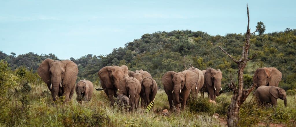 Madikwe ultimate guide
