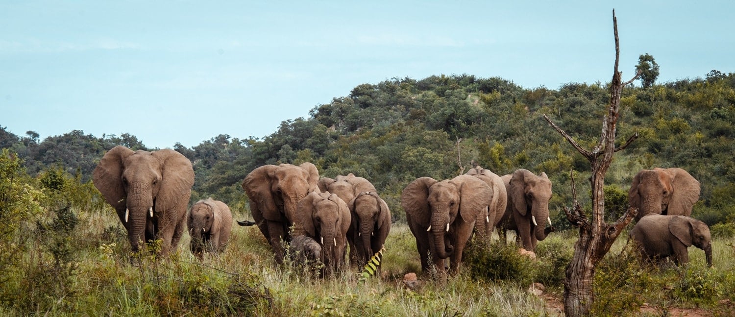 Madikwe ultimate guide