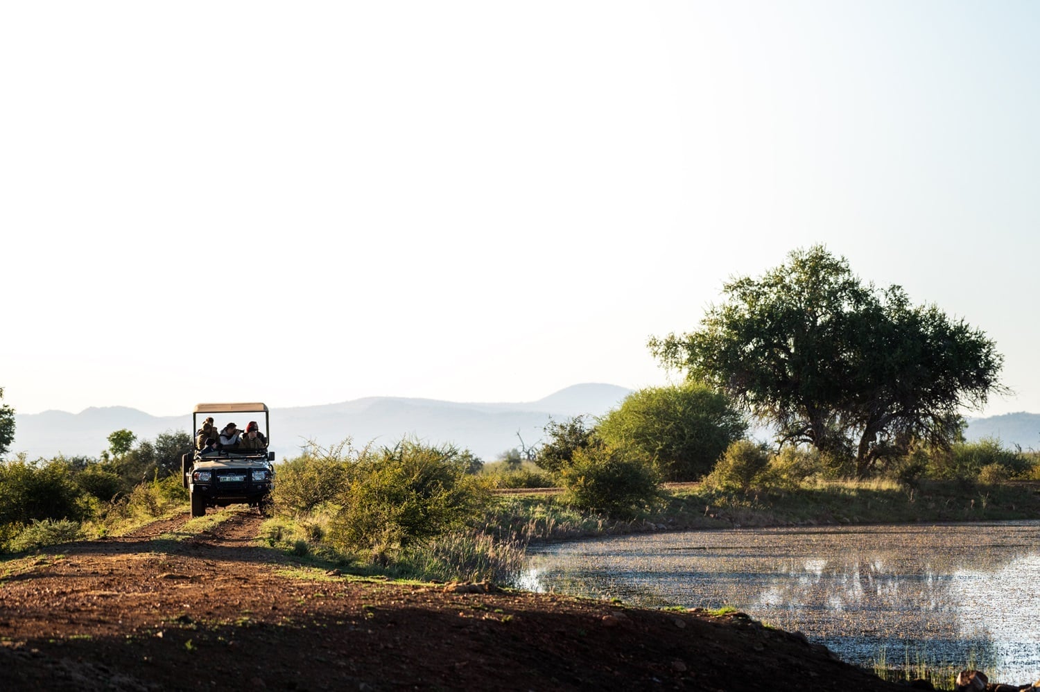 Madikwe ultimate guide