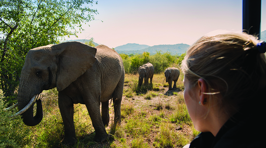 Pilanesberg ultimate guide