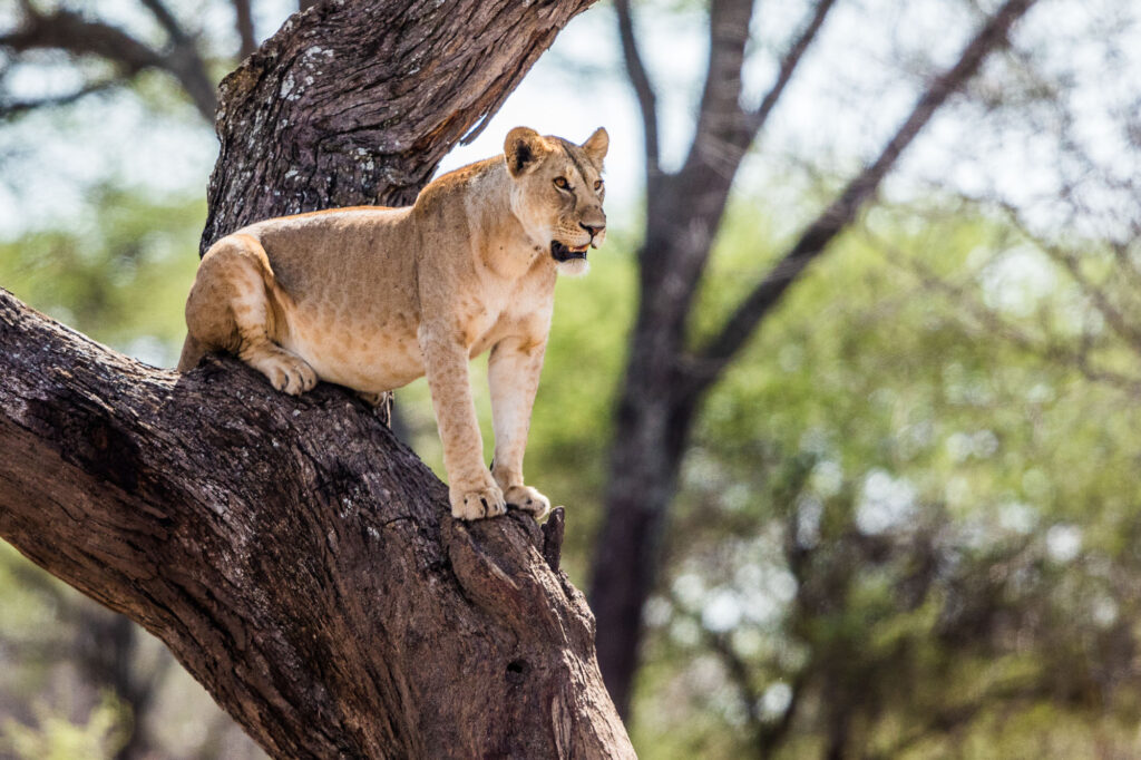 Ultimate Guide Tanzania