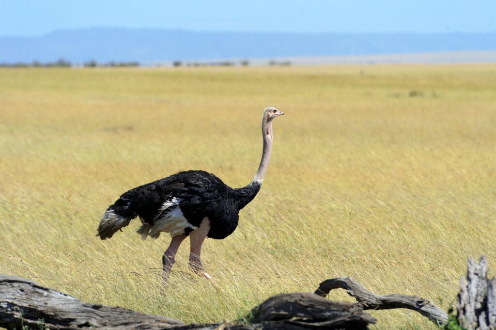 ultimate guide garden route