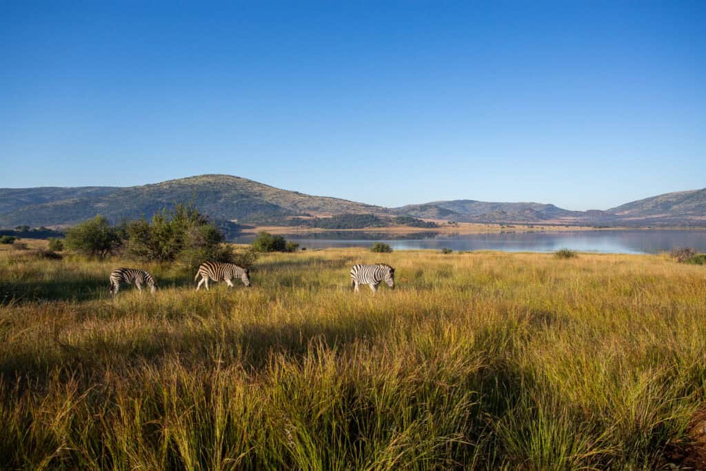 1 day luxury Pilanesberg safaris