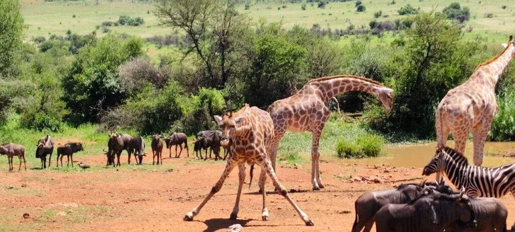 5 day luxury Pilanesberg safaris