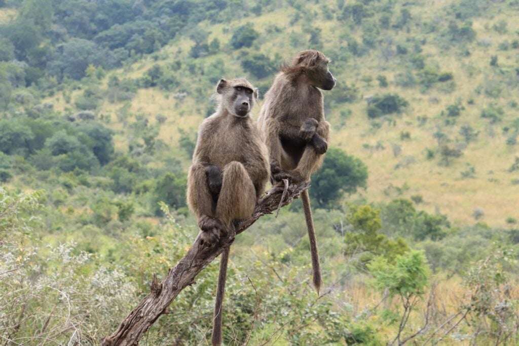 4 day luxury Pilanesberg safaris