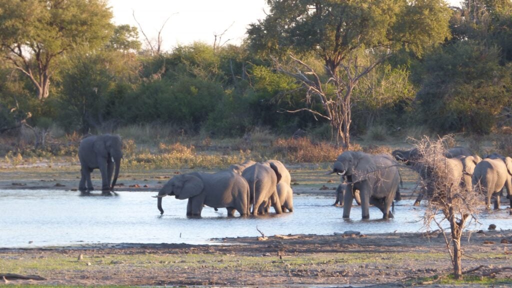 Elephants of Botswana