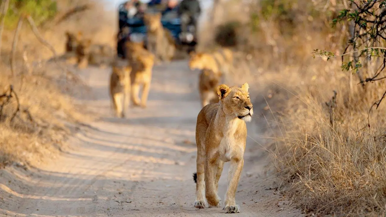 Which Is The Best Safari in Kurger National Park?