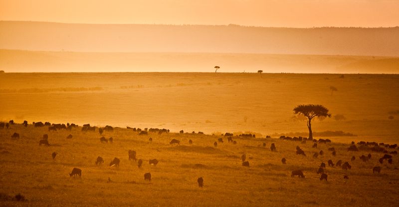 Kenya Masai Mara
