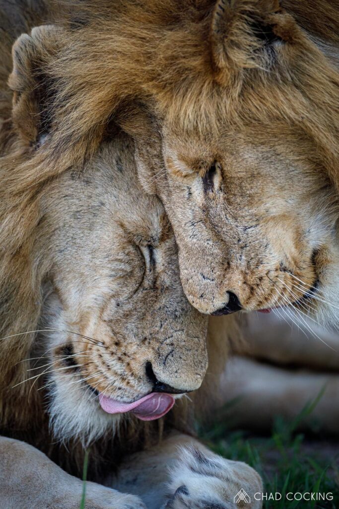 What Months Are The Best For a Safari In Kruger