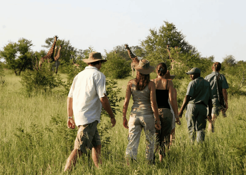 Tourists on a safari walk observing giraffes in the wild.