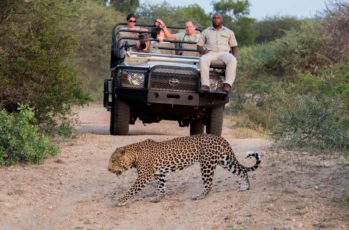Top Animals to See in Kruger Park & Where to Find Them - MoAfrika Tours Top Animals to See in Kruger Park & Where to Find Them - MoAfrika Tours