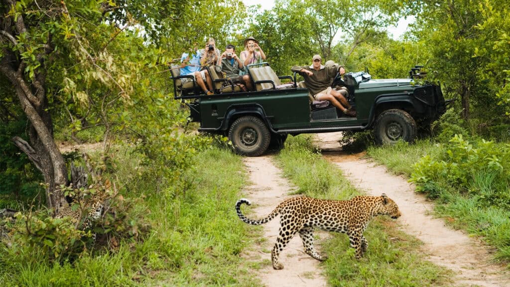 Private vs Group Kruger Safaris: Which Gives Better Wildlife Experiences?