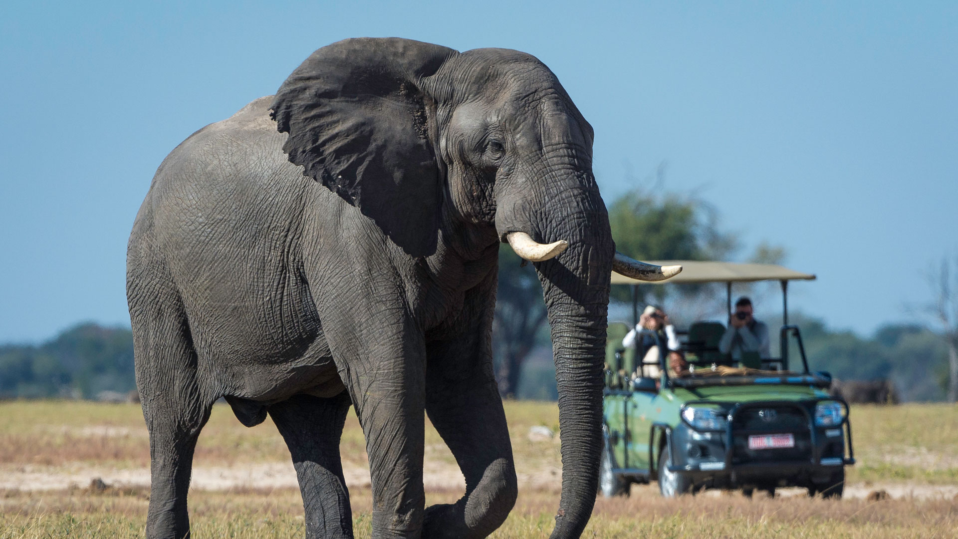 Hwange National Park, Zimbabwe 