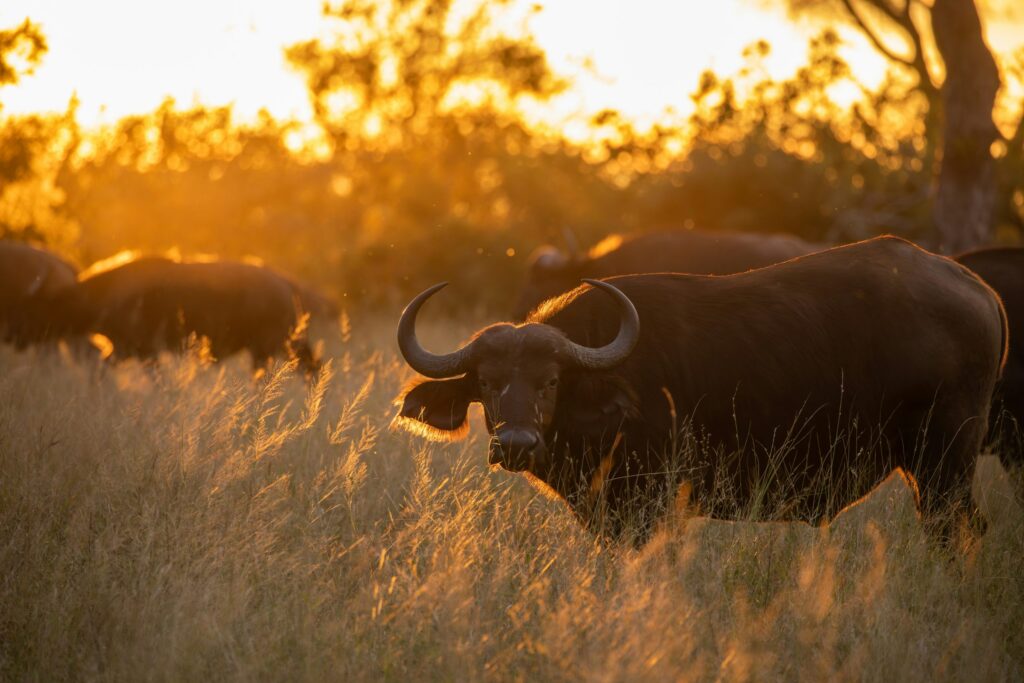 Best Gates to enter the Kruger National Park
