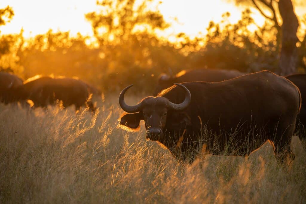 African buffalo herd at sunset during a safari adventure.