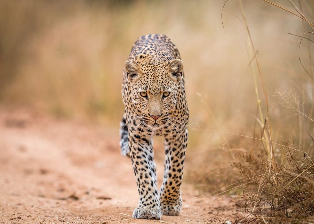 Best Gates to enter the Kruger National Park