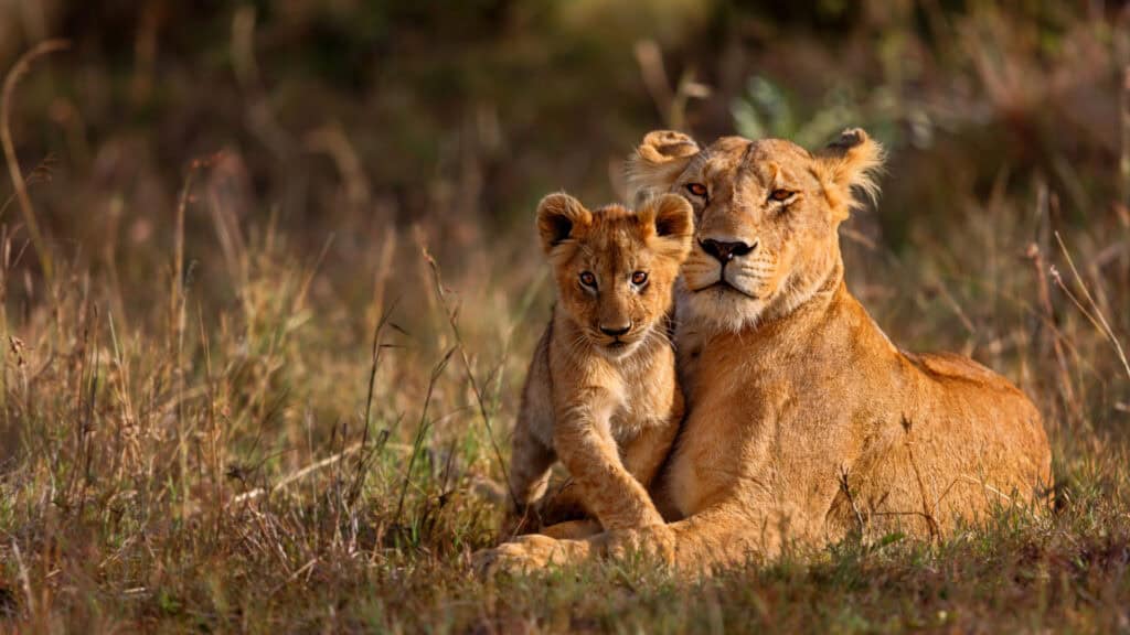 Lioness and cub resting in the grass during safari adventure.