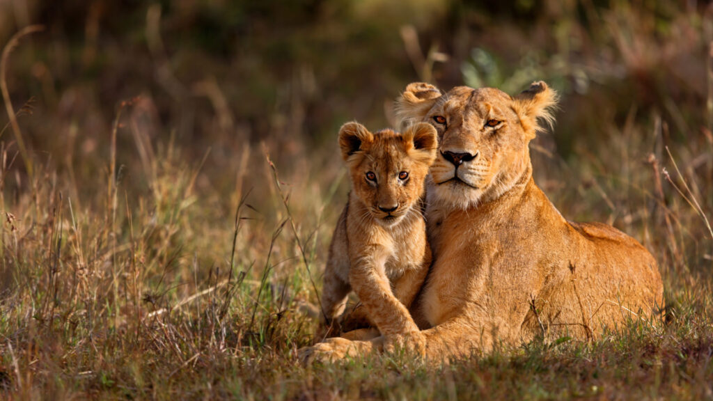 Best Gates to enter the Kruger National Park