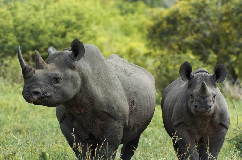 Two baby rhinoceroses in a lush green savannah landscape.