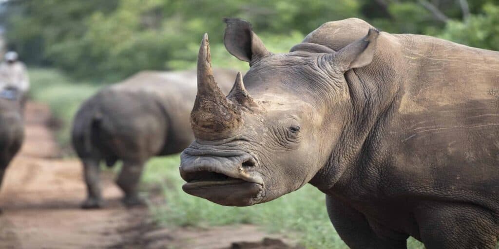 5 Day Kruger Honeymoon safari
