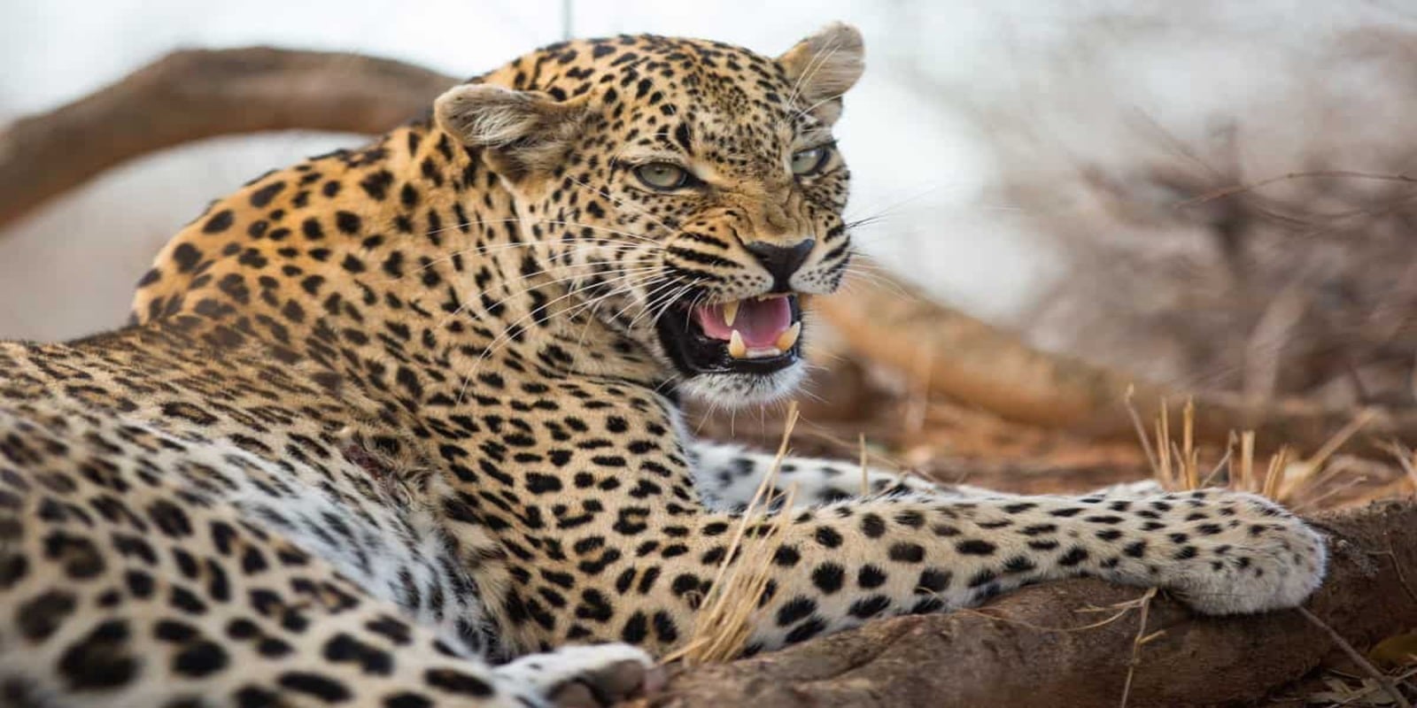 Best Areas in Kruger National Park for Leopard Sightings