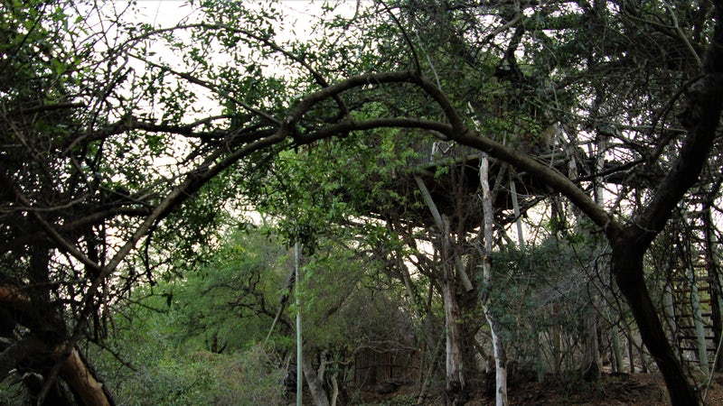Treehouse Safaris