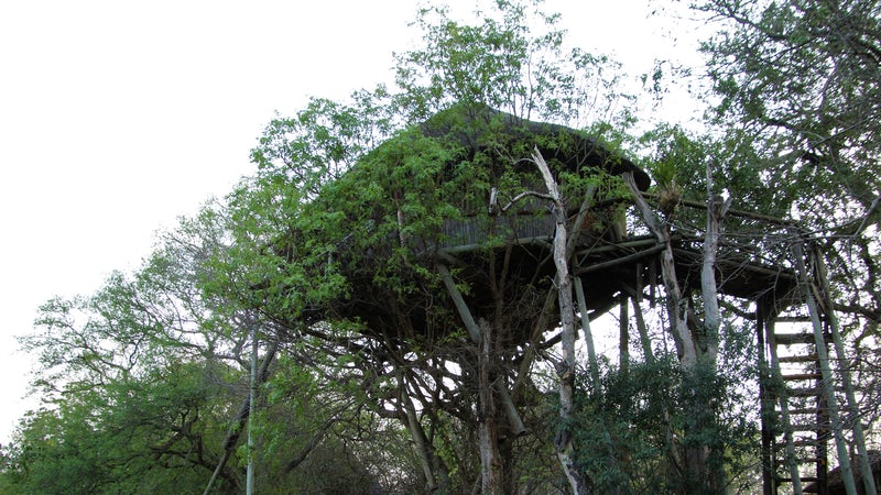 Treehouse KNP Safaris