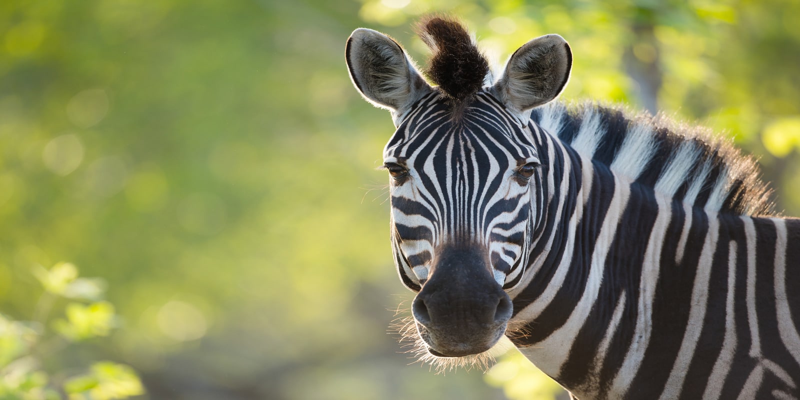 Best Gates to Enter Kruger National Park Based on Wildlife Sightings