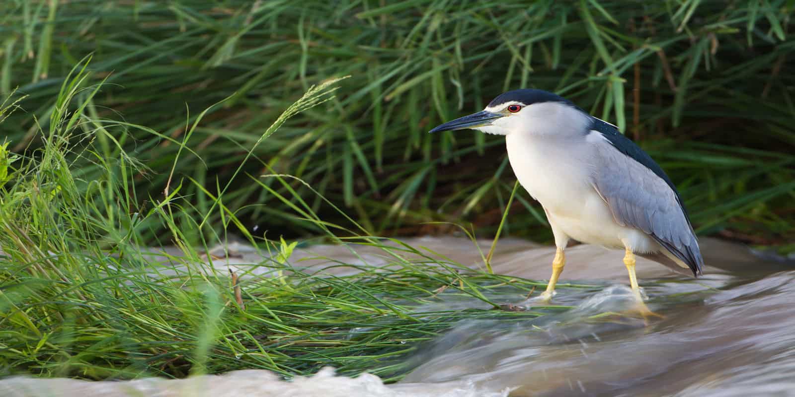 Kruger Birding Safari Guide
